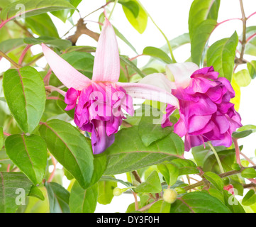 Fiore Fucsia houseplants è isolato su sfondo bianco Foto Stock