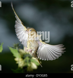 Welsh Giardino Uccelli : Verdone passando sopra i girasoli Foto Stock