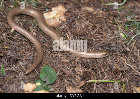 Slow worm (Anguis fragilis). Maschio adulto, che mostra macchie blu sul retro. Solo alcuni maschi hanno questi. Foto Stock