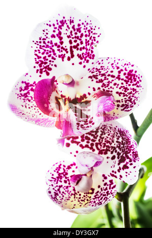 Blooming motley macchie orchid, isolato su sfondo bianco Foto Stock