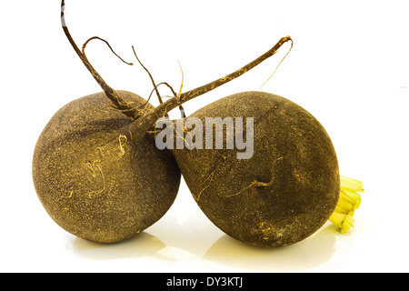 Nero fotografico di ravanello invernali su uno sfondo luminoso . Foto Stock