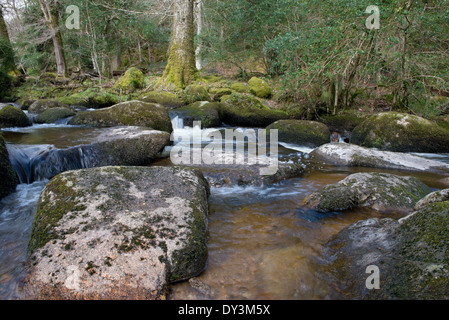 Becky Falls Woodland Park e il sentiero natura, ( Becka scende), Manaton, Newton Abbott, Parco Nazionale di Dartmoor, Devon, Inghilterra, Regno Unito Foto Stock