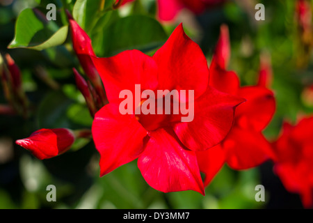 Red Sundavilla fiore in giardino Foto Stock