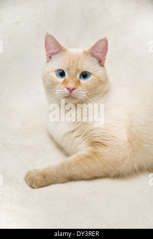 Un ritratto di un bianco flamepoint gatto siamese gatto con gli occhi blu. Foto Stock