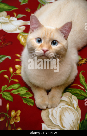 Un ritratto di un bianco flamepoint gatto siamese gatto con gli occhi blu. Foto Stock