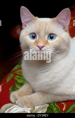 Un ritratto di un bianco flamepoint gatto siamese gatto con gli occhi blu. Foto Stock