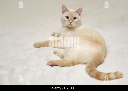 Un ritratto di un bianco flamepoint gatto siamese gatto con gli occhi blu. Foto Stock