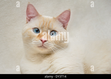 Un ritratto di un bianco flamepoint gatto siamese gatto con gli occhi blu. Foto Stock