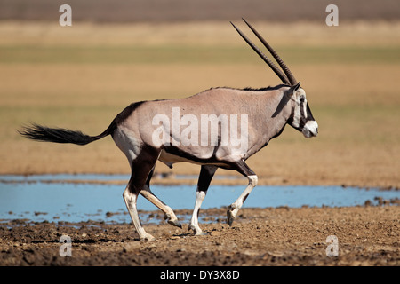 Antilope Gemsbok (Oryx gazella) a waterhole in esecuzione, deserto Kalahari, Sud Africa Foto Stock