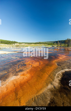 Oro marrone molla geotermico nel Parco Nazionale di Yellowstone, STATI UNITI D'AMERICA Foto Stock