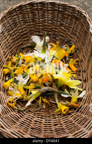 Vecchio Daffodil fiori dopo deadheading. Narciso. Foto Stock