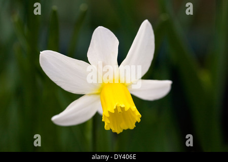 Narcissus in an English garden. Foto Stock