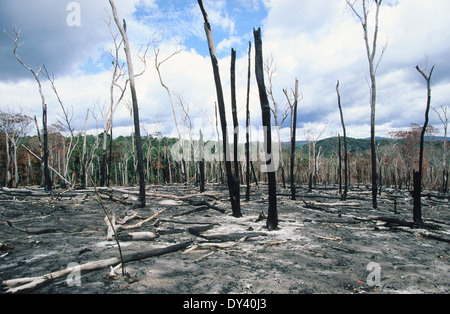 Bruciato la foresta pluviale tropicale, tree-monconi sul fuoco, slash e masterizzazione di coltivazione da coloni locali. Amazon, Roraima, Boa Vista, Brasile Foto Stock