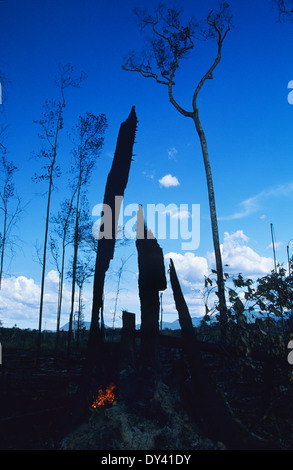 Bruciato la foresta pluviale tropicale, tree-monconi sul fuoco, slash e masterizzazione di coltivazione da coloni locali. Amazon, Roraima, Boa Vista, Brasile Foto Stock