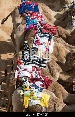 Fila di cammelli al camel racing festival al cammello Marmoum racing racetrack in Dubai Emirati Arabi Uniti Foto Stock