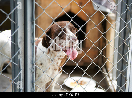 I cani in una gabbia con la sua lingua appendere fuori Foto Stock