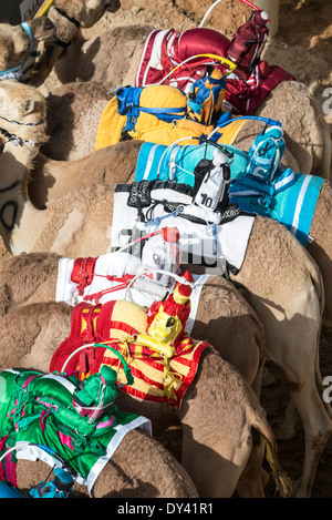 Partenza porta al camel racing festival al cammello Marmoum racing racetrack in Dubai Emirati Arabi Uniti Foto Stock