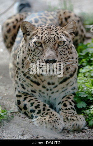 Il leopardo persiano, Der Persische Leopard, Foto Stock