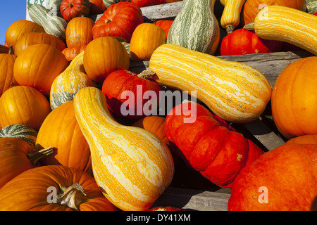 Accatastati diversi coloquintidi ornamentali su un carrello Foto Stock