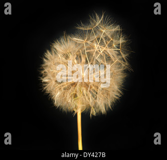 Fluffy tarassaco Foto Stock