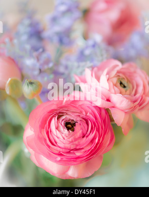 Pink Ranunculus con fiori di lavanda in background Foto Stock