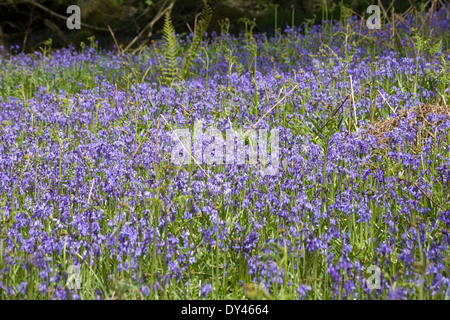 Bluebells crescendo in boschi di latifoglie in primavera Crieff Perthshire Scozia Scotland Foto Stock