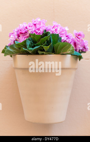 Vaso di fiori con fiori di colore rosa appeso su un muro di casa Foto Stock