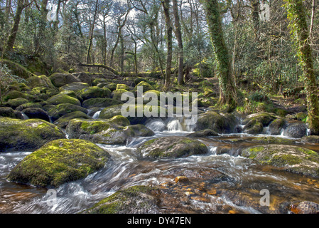 Becky Falls Woodland Park e il sentiero natura, ( Becka scende), Manaton, Newton Abbott, Parco Nazionale di Dartmoor, Devon, Inghilterra, Regno Unito Foto Stock