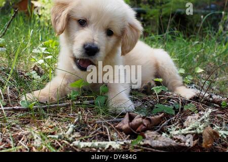 Boulder Creek, California, Stati Uniti d'America. 3 apr, 2014. Una di otto settimane di età Golden Retriever cucciolo. © Mark Avery/ZUMA filo/ZUMAPRESS.com/Alamy Live News Foto Stock