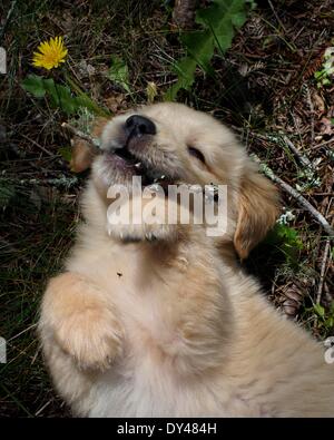 Boulder Creek, California, Stati Uniti d'America. 3 apr, 2014. Una di otto settimane di età Golden Retriever cucciolo masticare su un bastone. © Mark Avery/ZUMA filo/ZUMAPRESS.com/Alamy Live News Foto Stock