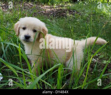 Boulder Creek, California, Stati Uniti d'America. 3 apr, 2014. Una di otto settimane di età Golden Retriever cucciolo. © Mark Avery/ZUMA filo/ZUMAPRESS.com/Alamy Live News Foto Stock