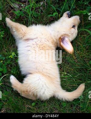 Boulder Creek, California, Stati Uniti d'America. 3 apr, 2014. Una di otto settimane di età Golden Retriever cucciolo. © Mark Avery/ZUMA filo/ZUMAPRESS.com/Alamy Live News Foto Stock