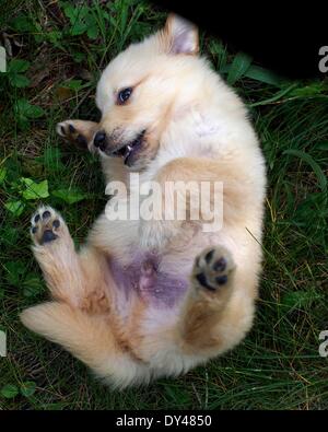 Boulder Creek, California, Stati Uniti d'America. 3 apr, 2014. Una di otto settimane di età Golden Retriever cucciolo. © Mark Avery/ZUMA filo/ZUMAPRESS.com/Alamy Live News Foto Stock