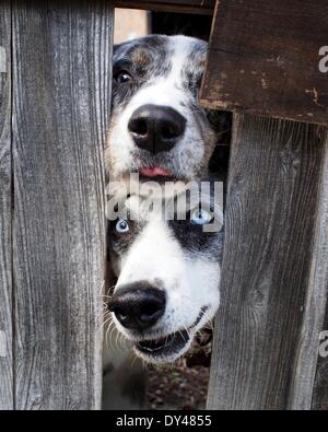 Boulder Creek, California, Stati Uniti d'America. 3 apr, 2014. Due cani amichevole poke le loro teste attraverso una recinzione. © Mark Avery/ZUMA filo/ZUMAPRESS.com/Alamy Live News Foto Stock