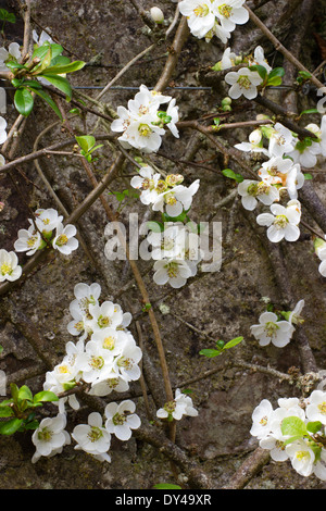 I fiori bianchi primaverili del giapponese mela cotogna, Chaenomeles speciosa 'Nivalis', addestrati contro una parete. Foto Stock