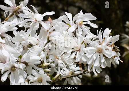 I fiori del piccolo albero Magnolia stellata 'Centennial' Foto Stock