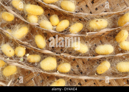Gruppo di giallo la SETA Bozzoli di bachi da seta nidi Foto Stock