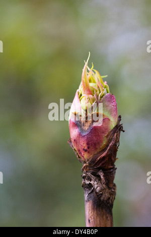 Paeonia Lutea var Ludlowii bud.close-up Foto Stock