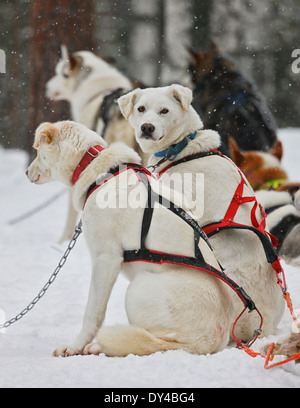 Cani Husky, Lapponia Foto Stock
