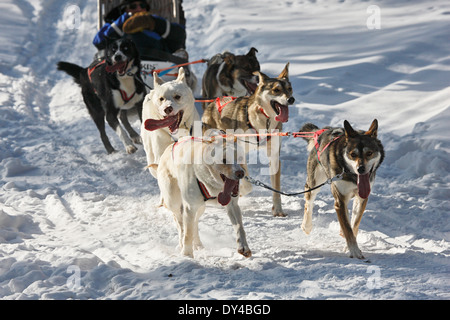 Cani Husky in esecuzione sulla neve in Finlandia e Lapponia Foto Stock