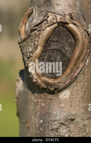 Tagliare il ramo sul moncone crab apple tree verniciati per preservare il tronco da attacchi fungini Foto Stock