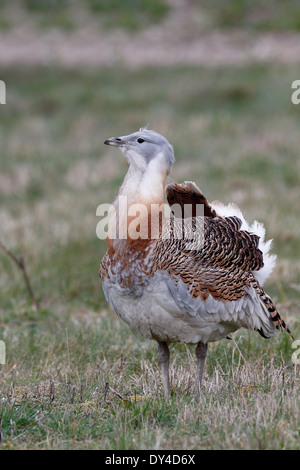 Grande bustard, Otis tarda, singolo maschio su erba, rilasciato uccelli nel Wiltshire, Marzo 2014 Foto Stock