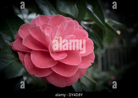 Pink Camellia closeup Foto Stock