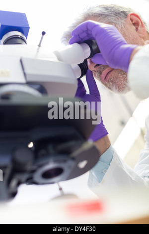 La scienza della vita microscopia ricercatore nel laboratorio scientifico. Foto Stock