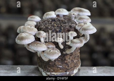 Funghi shiitake in fattoria a fungo Foto Stock