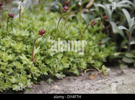 Sassifraga di crescita della pianta in rockery Saxifraga oppositifolia Foto Stock