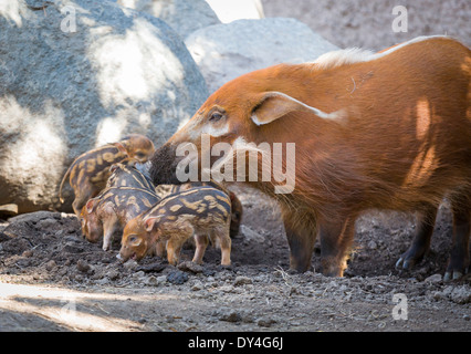 Visayan presenta verrucosa maialino con la madre nella sporcizia. Foto Stock