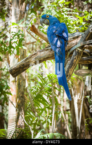 A rischio di estinzione Giacinto macaw del Sud America nella giungla. Foto Stock