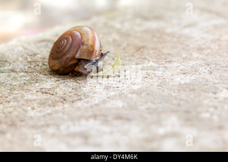 Sul terreno vi è una lumaca di mangiare una foglia Foto Stock