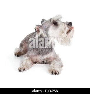 Carino zwergschnauzer in miniatura isolati su sfondo bianco Foto Stock